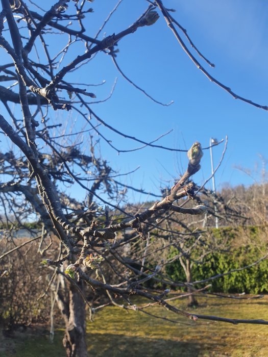 Gren med nya skott mot en bakgrund av blå himmel och en suddig trädgård.