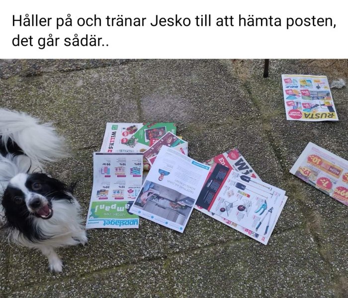 Svartvit hund på en trottoar omgiven av utspridd post och reklamblad.