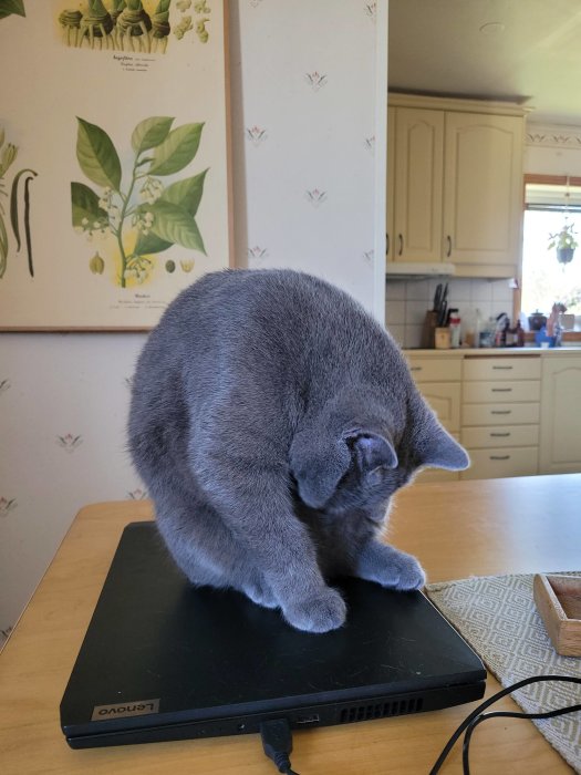En grå katt sitter på en stängd laptop på ett köksbord, omgiven av en hemmiljö.