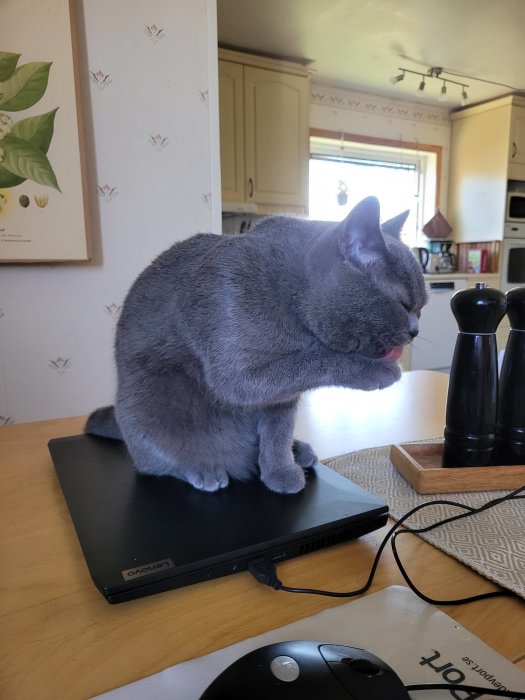 En grå katt sitter på en svart bärbar dator på ett bord med köksbakgrund.