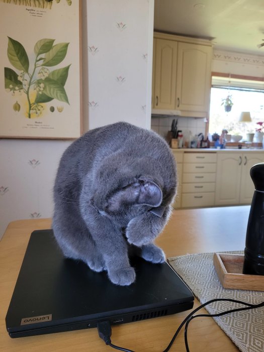 En grå katt som sitter på en stängd bärbar dator på ett köksbord.