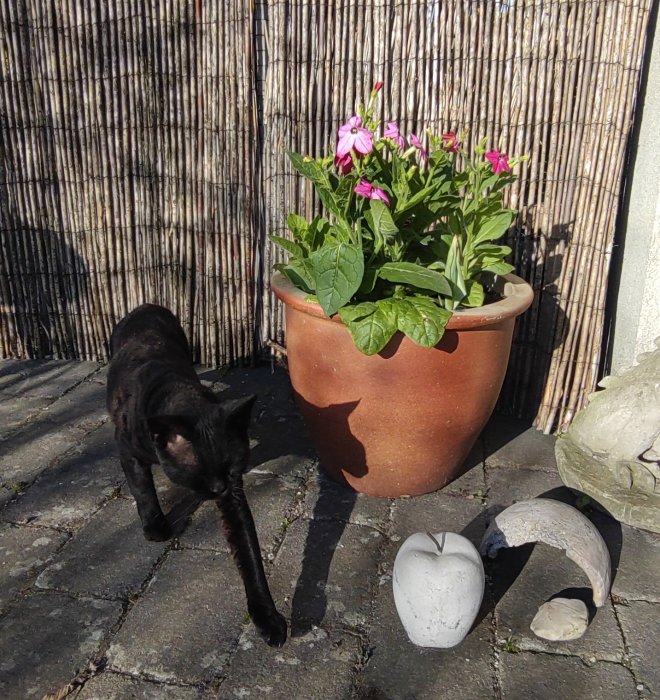 Blomstertobak i terrakottakruka på stenplattor med en svart katt och dekorativa stenar i förgrunden.