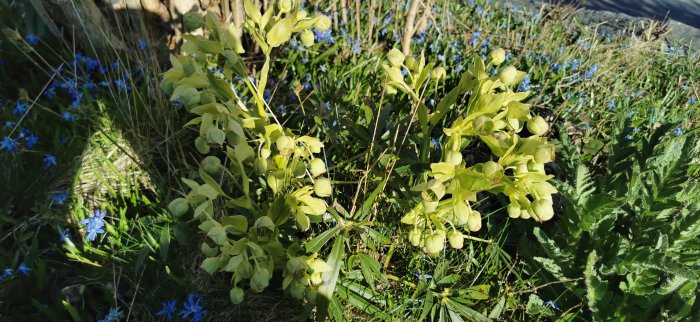 Gulblommande växt med klockliknande former omgiven av blå stjärnblommor och gröna blad.