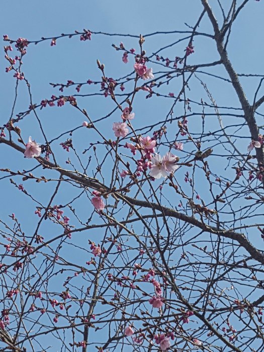 Körsbärsträd i början av blomningen med öppnade rosa blommor och knoppar mot en klarblå himmel.