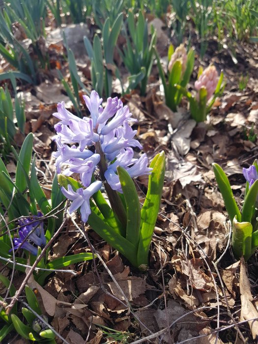 Hyacinter blommar bland löv på marken med spirande påskliljor i bakgrunden, vårtecken i trädgården.