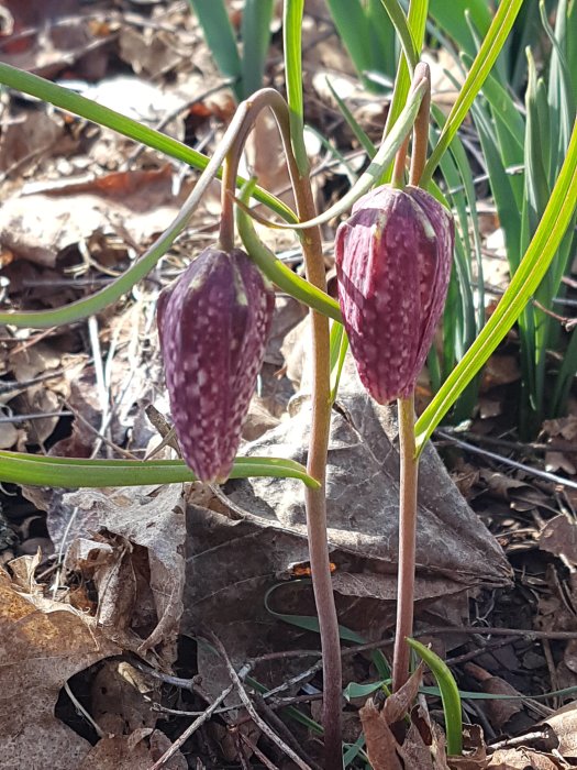 Två kungsängsliljor (Fritillaria meleagris) i blom med mönstrade, klockformade blommor och smala blad.