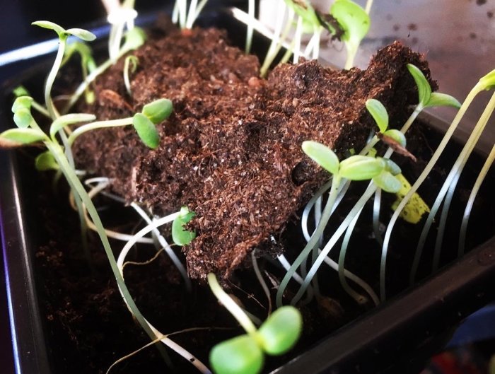Ungplantor av zinnior med tunna vita rötter som växer i fuktig mörk jord i ett svart planttråg.