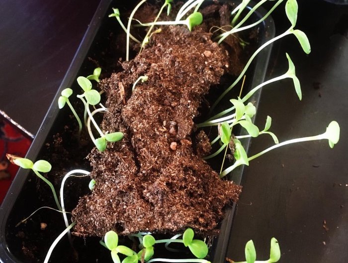 Unga zinnia fröplantor som spirar i en såbricka med fuktig jord.