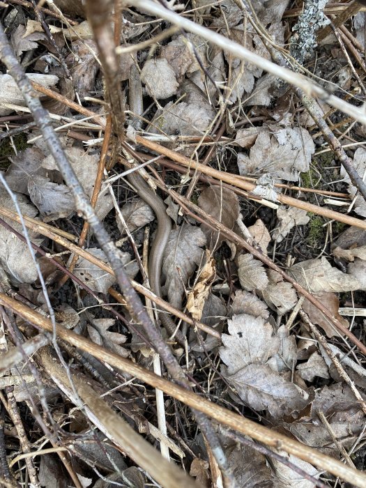 Marktäcke av löv och kvistar i skogsmiljö.