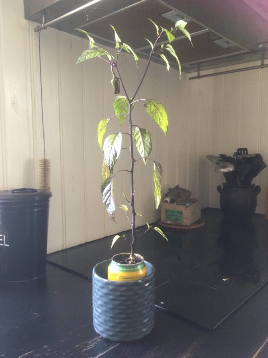 En planta med lila och gröna blad som växer i en liten, blå kruka inuti ett rum.