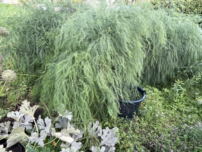 Lummigt och frodigt sparrisland med tätt växande gröna sparrisplantor under sommaren.