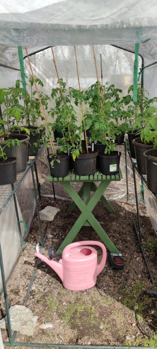 Tomatplantor omplanterade i krukor inuti ett växthus med en rosa vattenkanna och värmefläkt.