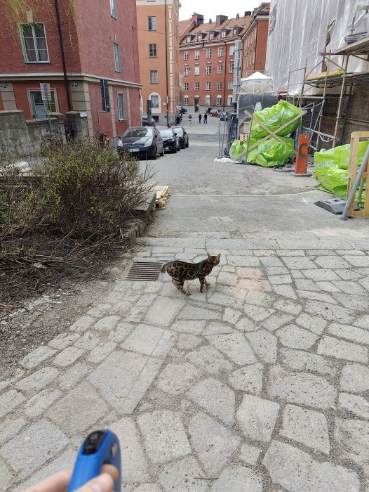 En katt som utforskar en gatustenbelagd väg med byggnader och byggnadsställning i bakgrunden.