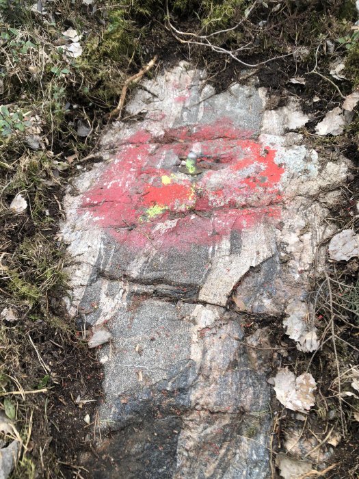 Röd sprayfärgsmarkering på skogsmark med röjda växtrester runt omkring.