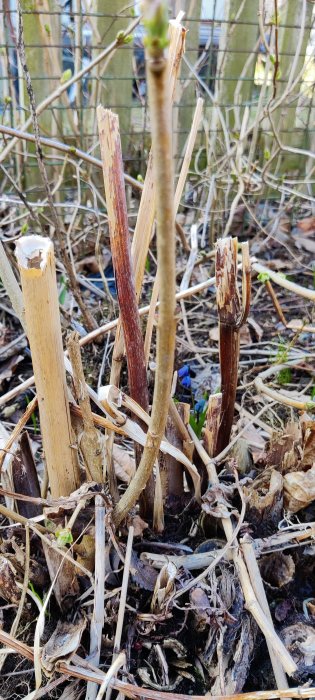 Närbild på avklippta grenar och knoppar som börjar växa ut i en trädgård.