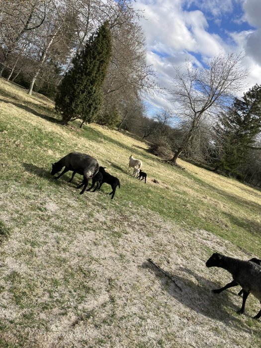 Får som betar på en solig äng med träd och blå himmel.