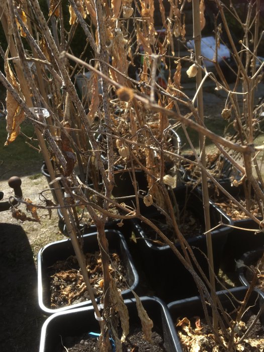Vissna plantor i svarta krukor som markerar rensning av växthuset för att göra plats för nya plantor.