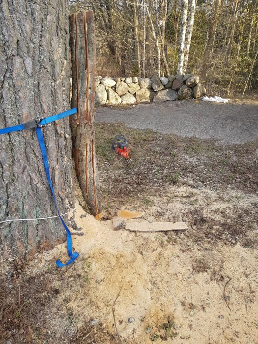 Grovt klyvt trästycke vid träd, med spännband och motorsåg på marken, i utomhusmiljö.