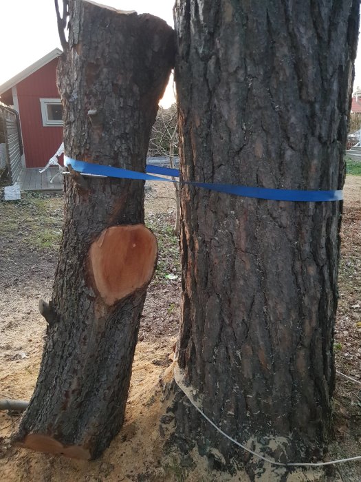 En specialkluven stam av päronträd förankrad med blått spännband, med en annan ostyckad stam intill.