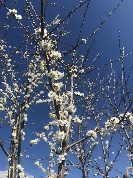 Kvist med vita blommande knoppar mot en klarblå himmel.