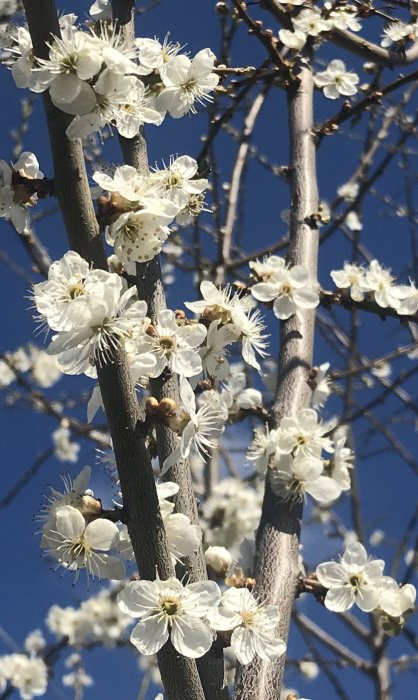 Vit blommande trädgren mot blå himmel.