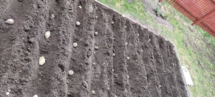 Nyplanterade potatisar på rader i en välpreparerad jordbädd i trädgården.