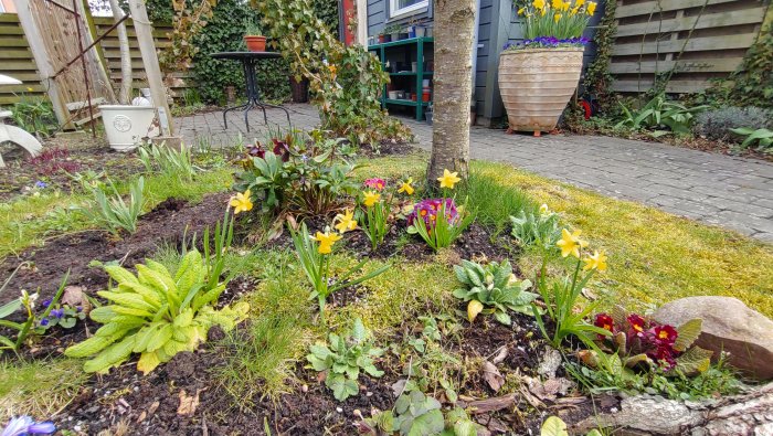 Nyplanterad perennrabatt under ett körsbärsträd med vårblommor och ekgrensavgränsning.