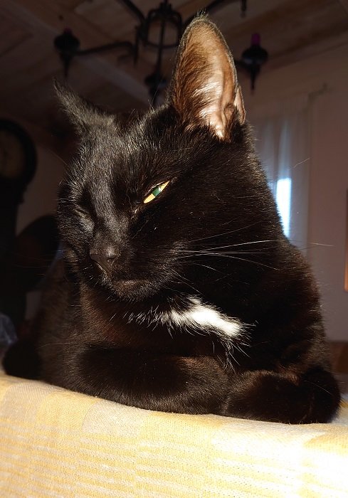 Svart katt som poserar med ett stängt öga, som om bär en osynlig krona, i en inomhusmiljö.