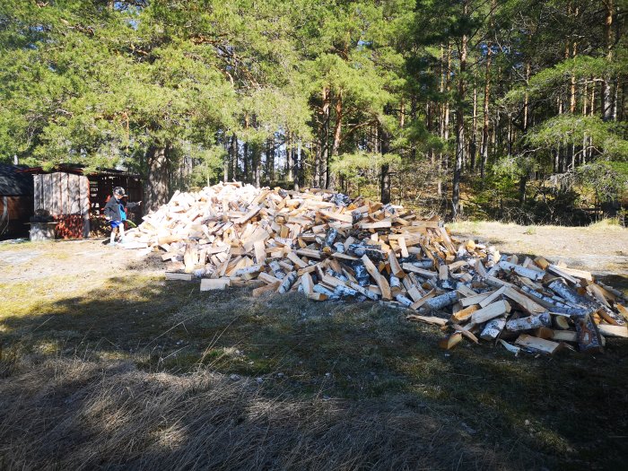 Stor hög med ved framför skog, person i närheten som tar hand om det.