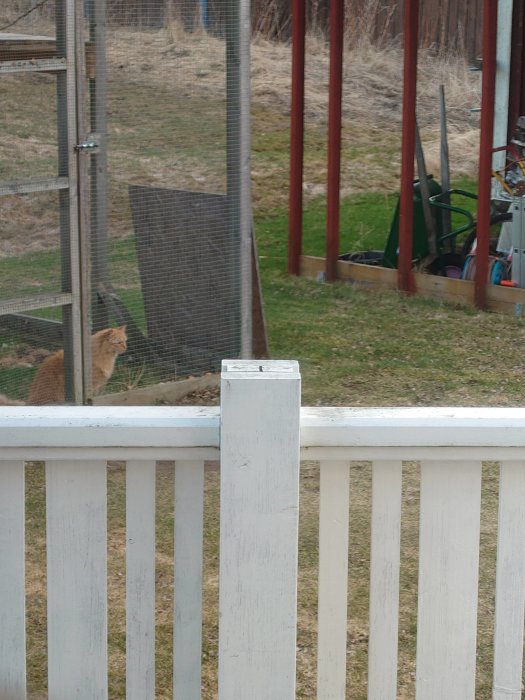 Röd katt inne i en kattgård som tittar ut genom nätet, med en vit veranda i förgrunden.