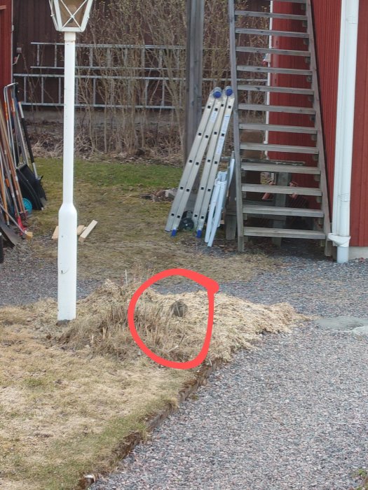 Hare gömd i trädgården nära en grushög och en stege, intill en röd cirkel för att markera dess placering.