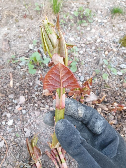 Hand i svart handske håller en planta som misstänks vara parkslide på en grusig mark.