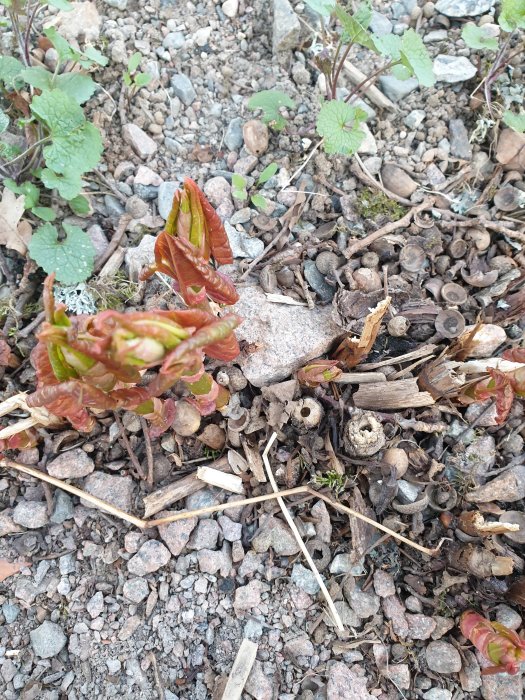 Groröda planta skott och ihåliga brunaktiga stammar på ett grusigt underlag med småsten och lövverk.