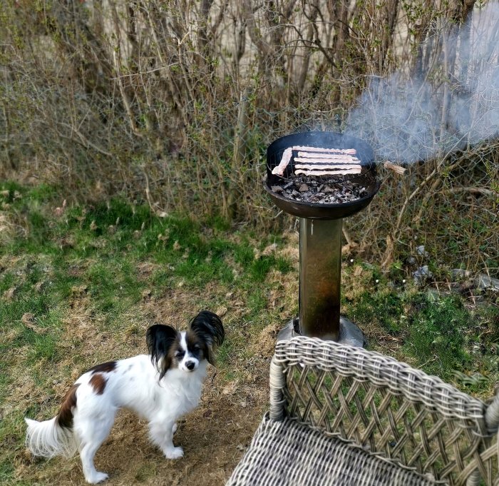 Hamburgare grillas på en traditionell kolgrill utomhus med en liten hund som tittar på.