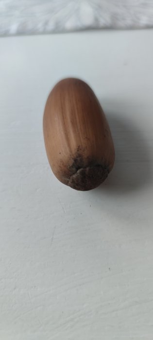 En brun nöt på vit bakgrund som användaren fått och frågar om identifiering.