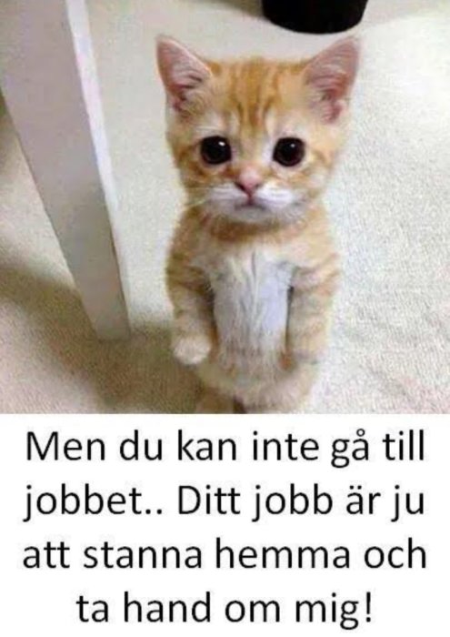 Ett orange-vitt kattunge står på bakbenen, ser bedjande ut med text: "Men du kan inte gå till jobbet. Ditt jobb är ju att stanna hemma och ta hand om mig!