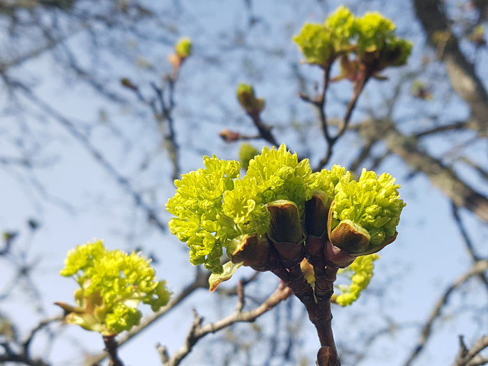 Närbild av nyutslagna gröna lönnblommor mot en suddig bakgrund av grenar och himmel.