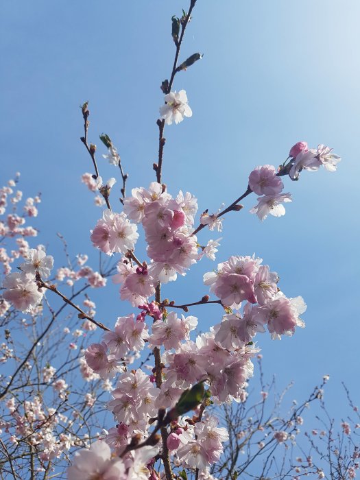 Körsbärsblommor i fokus mot en klarblå himmel, symboliserar gårdagens pollineringsaktivitet.