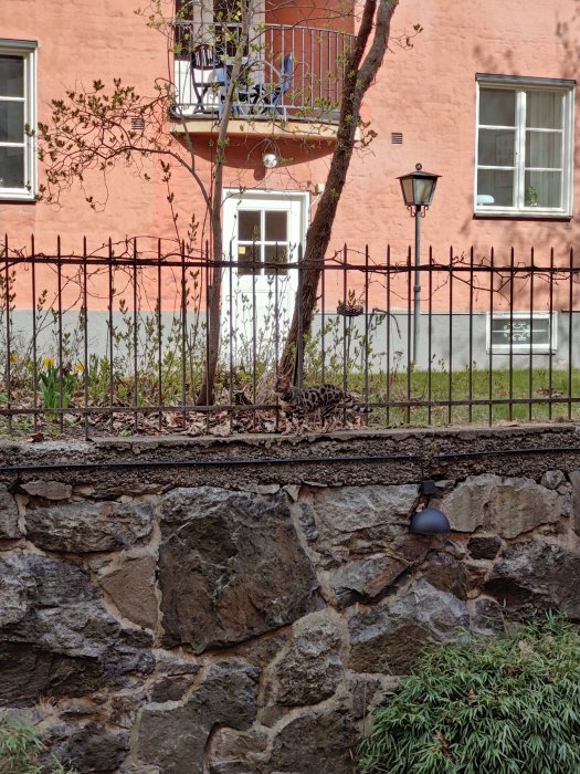 Stenmur med smidesstaket framför rosa byggnad, dörr och fönster synliga, tidig vårgrönska.