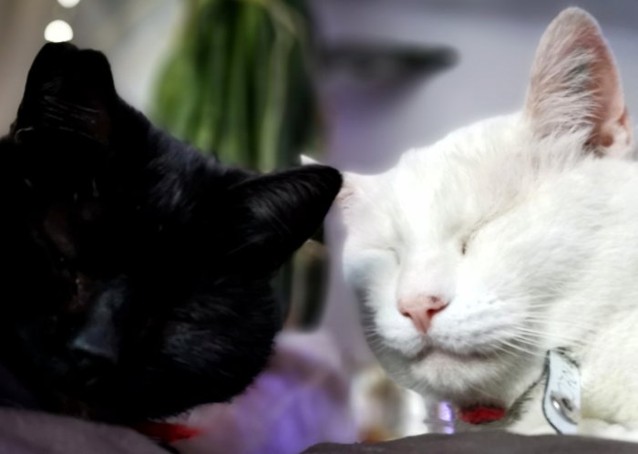 Svart katt och vit katt nära varandra med stängda ögon, båda har halsband.