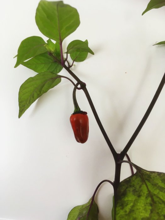 Mogen Purple Tiger chilifrukt på planta med gröna och lila blad mot vit bakgrund.