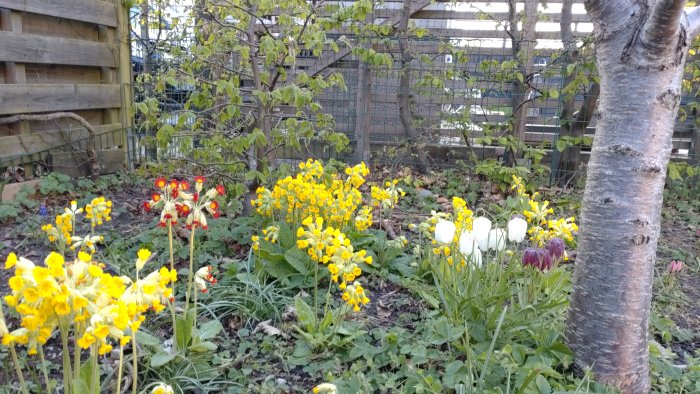 Narcissblommor i olika färger blommar i en liten trädgårdslund med träd och staket i bakgrunden.