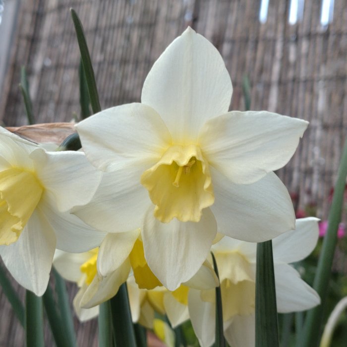 Närbild av ljusgula narcissblommor, okänd sort, mot en suddig bakgrund.