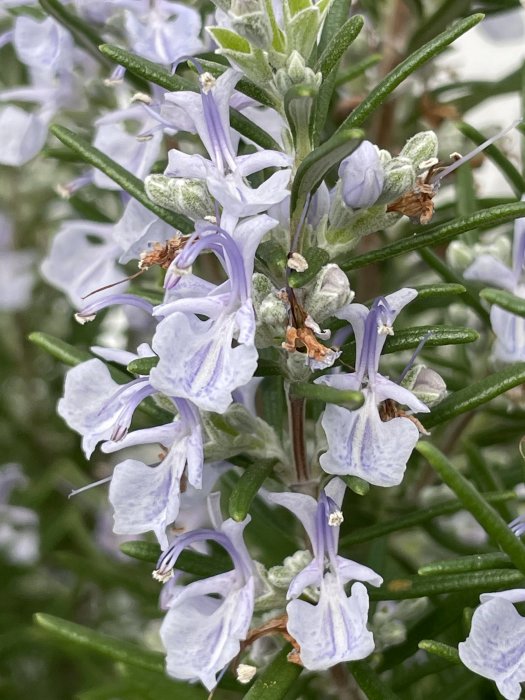 Ljuslila blommor på rosmarinplanta i närbild med gröna blad och synliga ståndare.