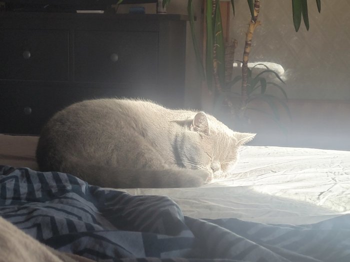 Grå katt sover i solstråle på en säng med randigt överkast.