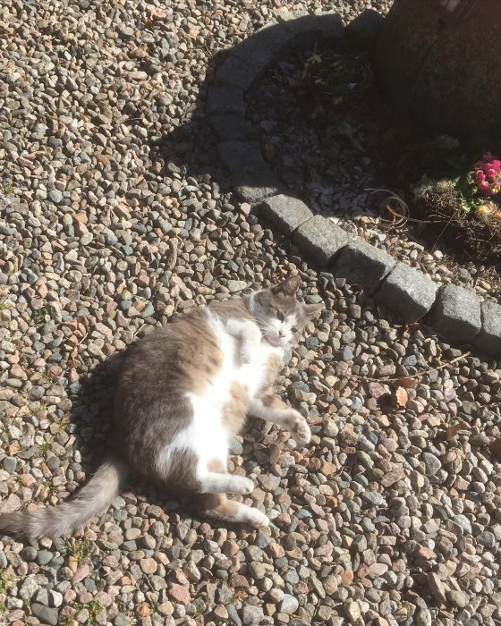 Katt ligger avslappnat på småstenar i solsken nära en blomrabattkant.