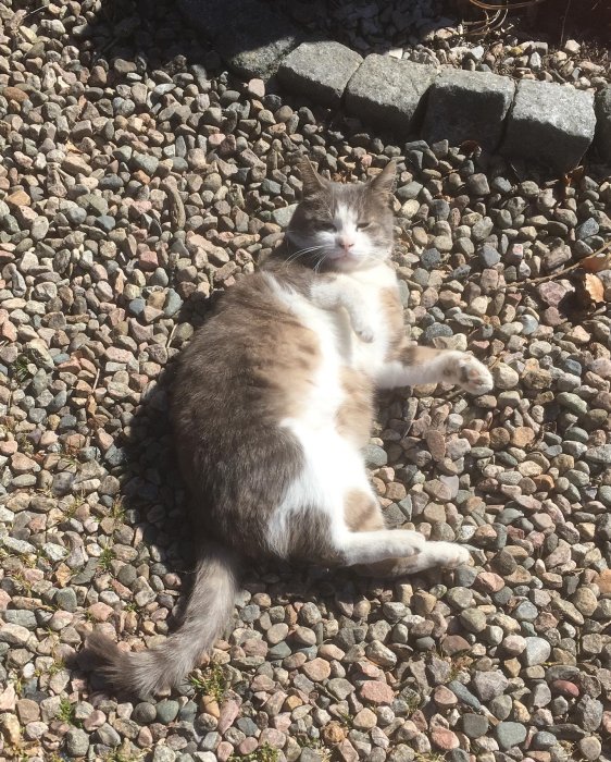 Katt som ligger på rygg och solar på en grusyta med småstenar.