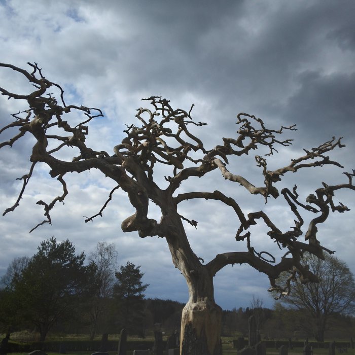 Ett kalt och slingrande träd mot en molnig himmel på en kyrkogård.