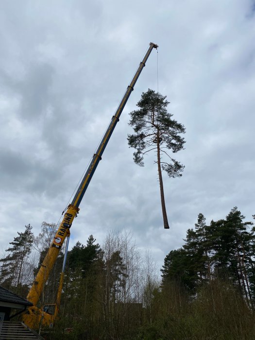 En mobilkran lyfter ett avverkat träd ovanför en trädgård mot en molnig himmel.