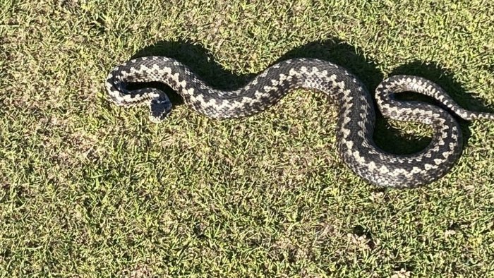 En ormslinga på gräs med mönstrad kropp i soligt väder.
